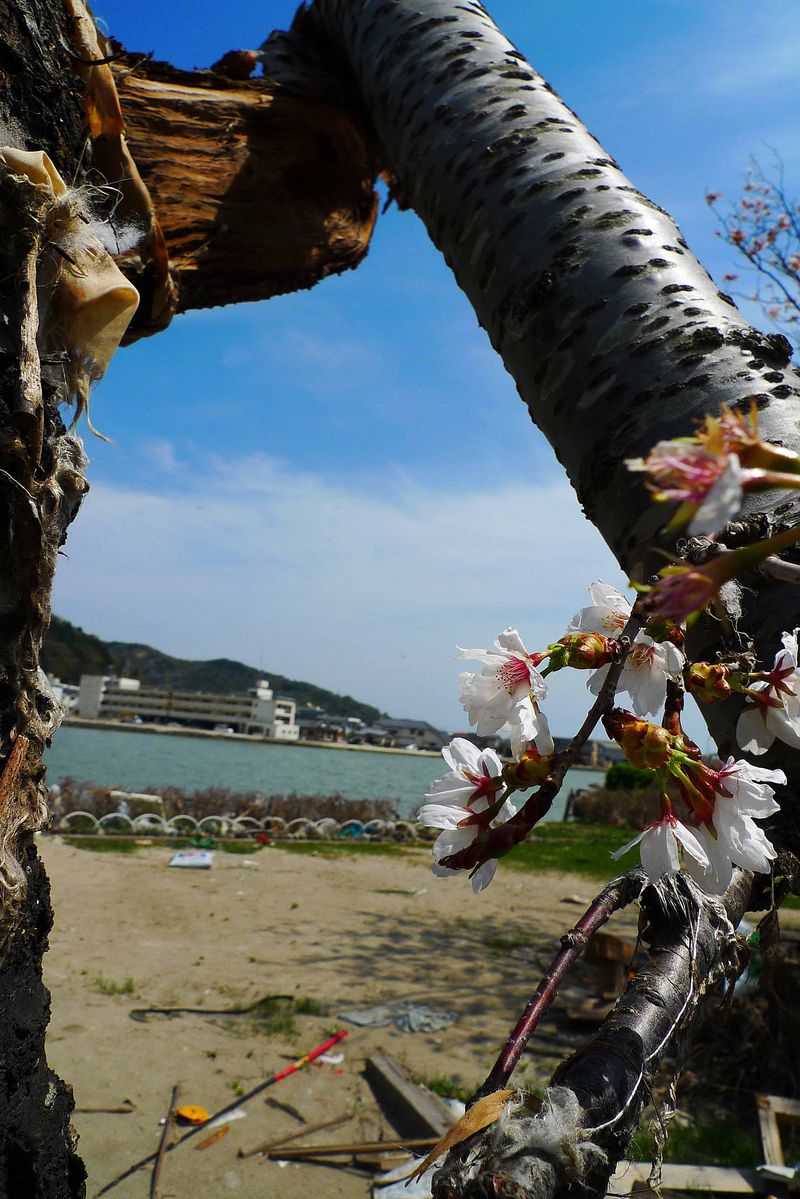 石巻桜2